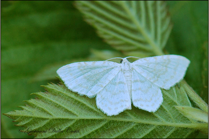 Asthena albulata